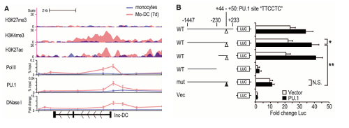 LncRNA转录因子结合位点与启动子活性分析